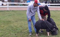animales PR en EXPO ROCHA